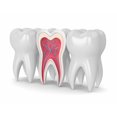 Root Canal  Anterior