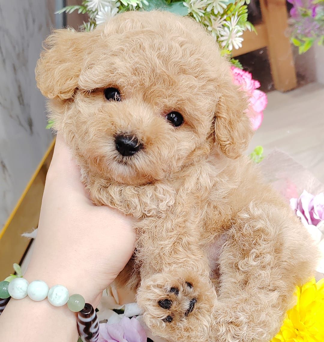 Poodle 娉拌开璐靛
