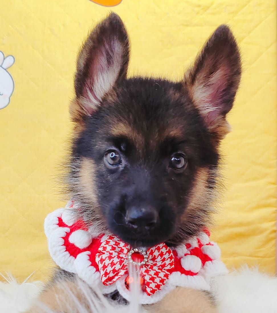 German Shepherd 德国牧羊犬
