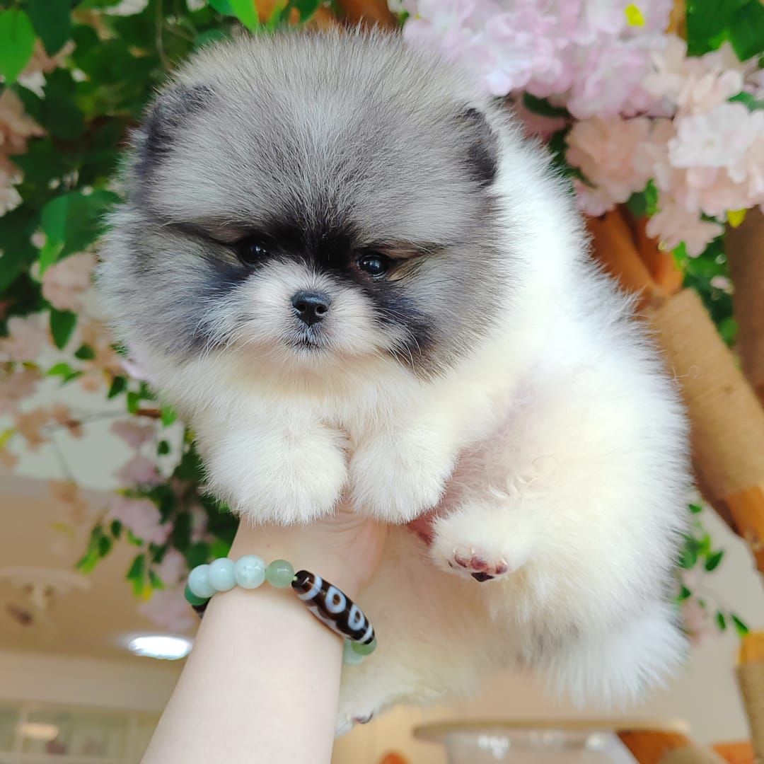 Pomeranian 博美