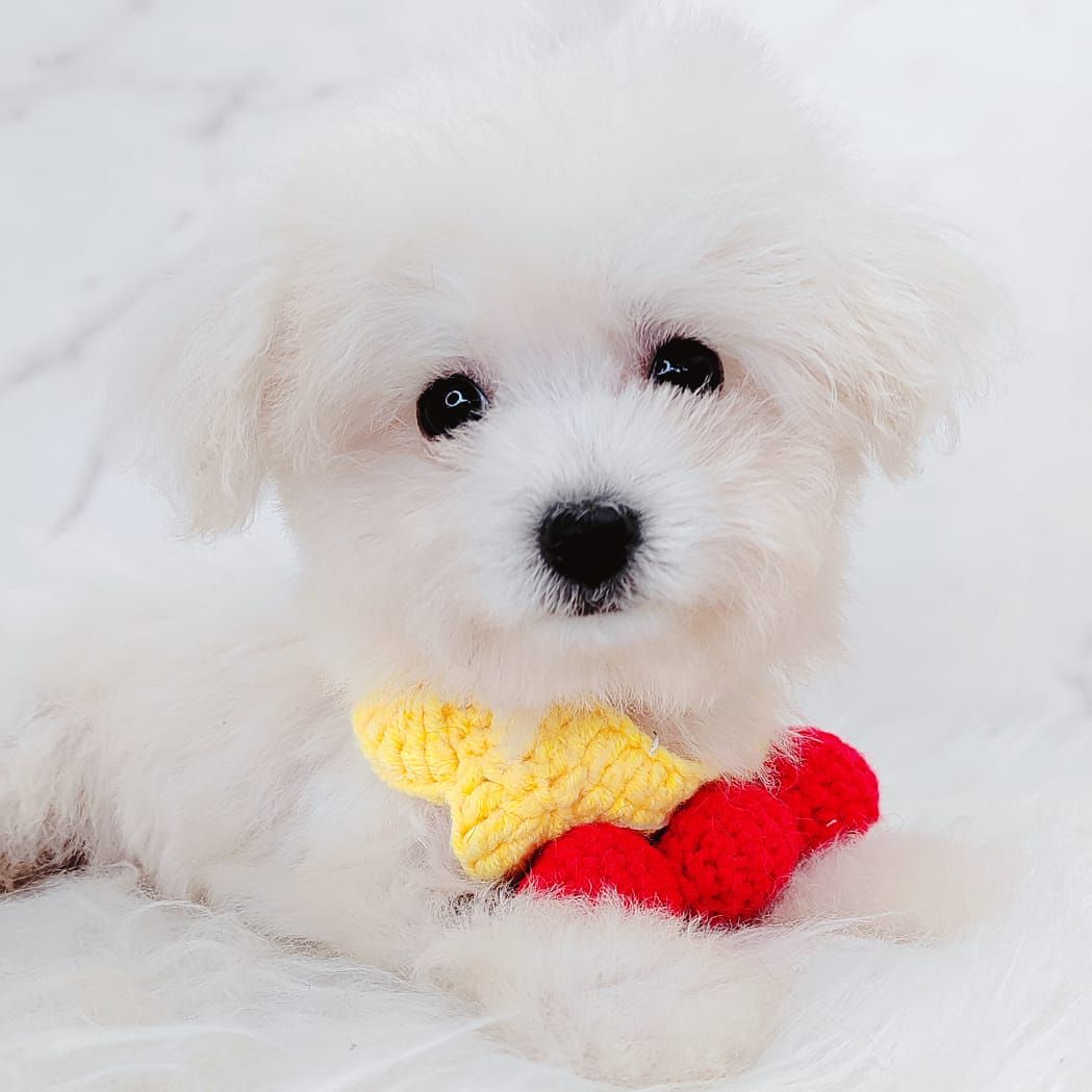 Poochon 泰迪熊