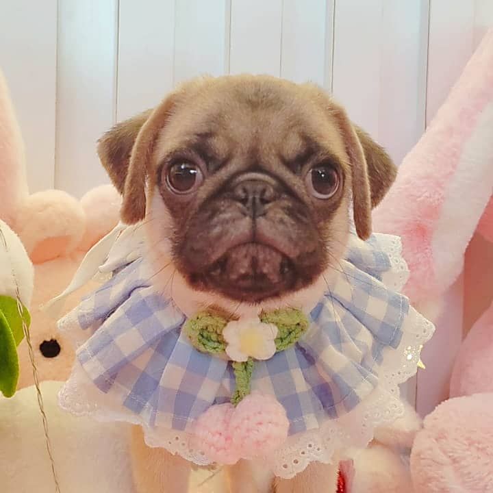 Pug 巴哥