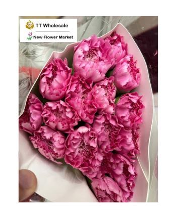 Fresh Cut Carnations – Perfect for Gifting, Events & Floral Arrangements