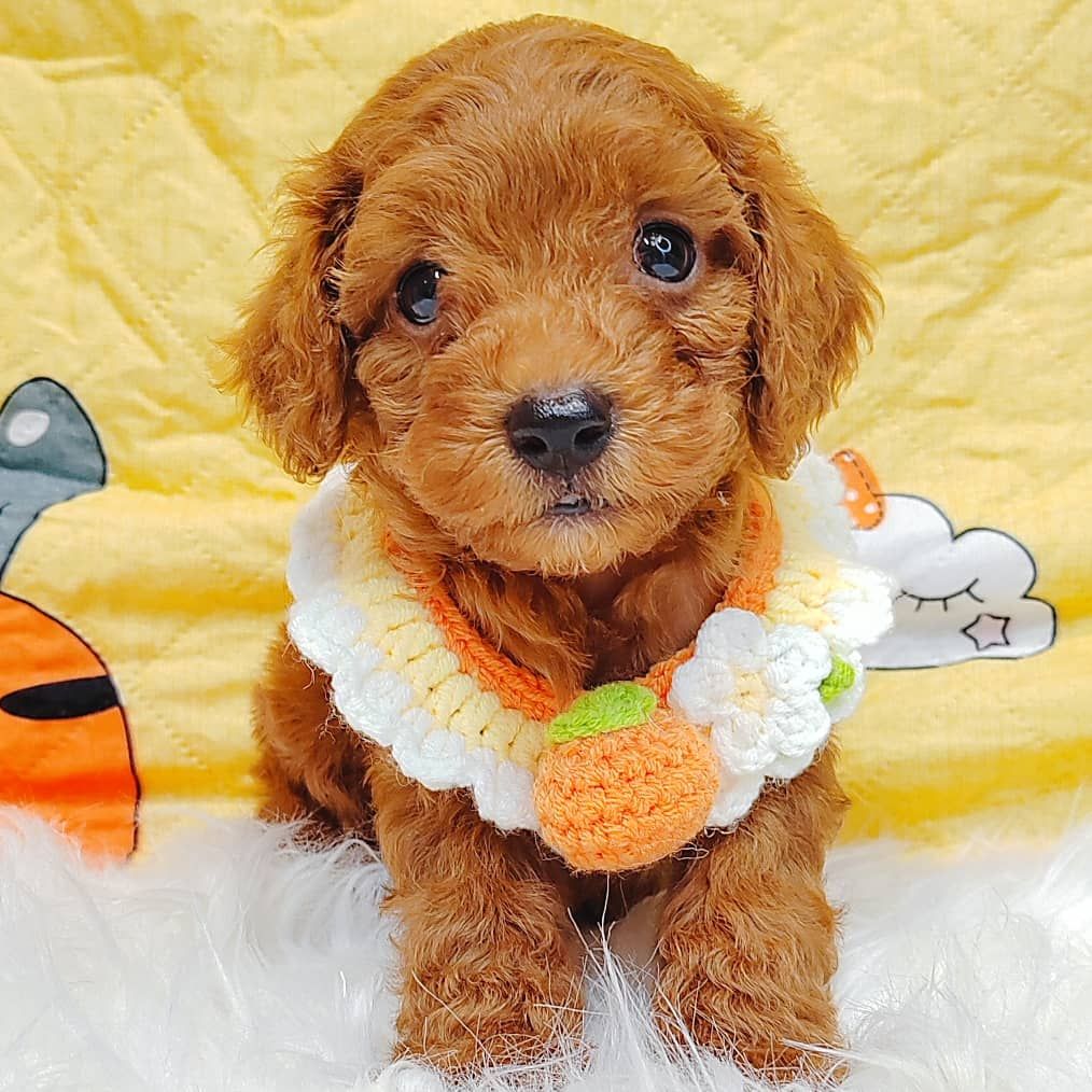 Poodle 娉拌开璐靛