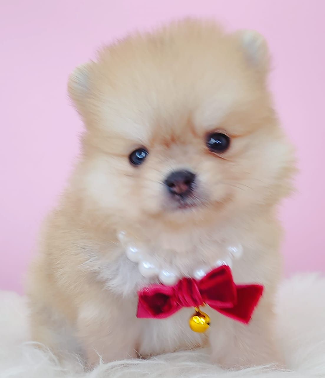 Pomeranian 博美