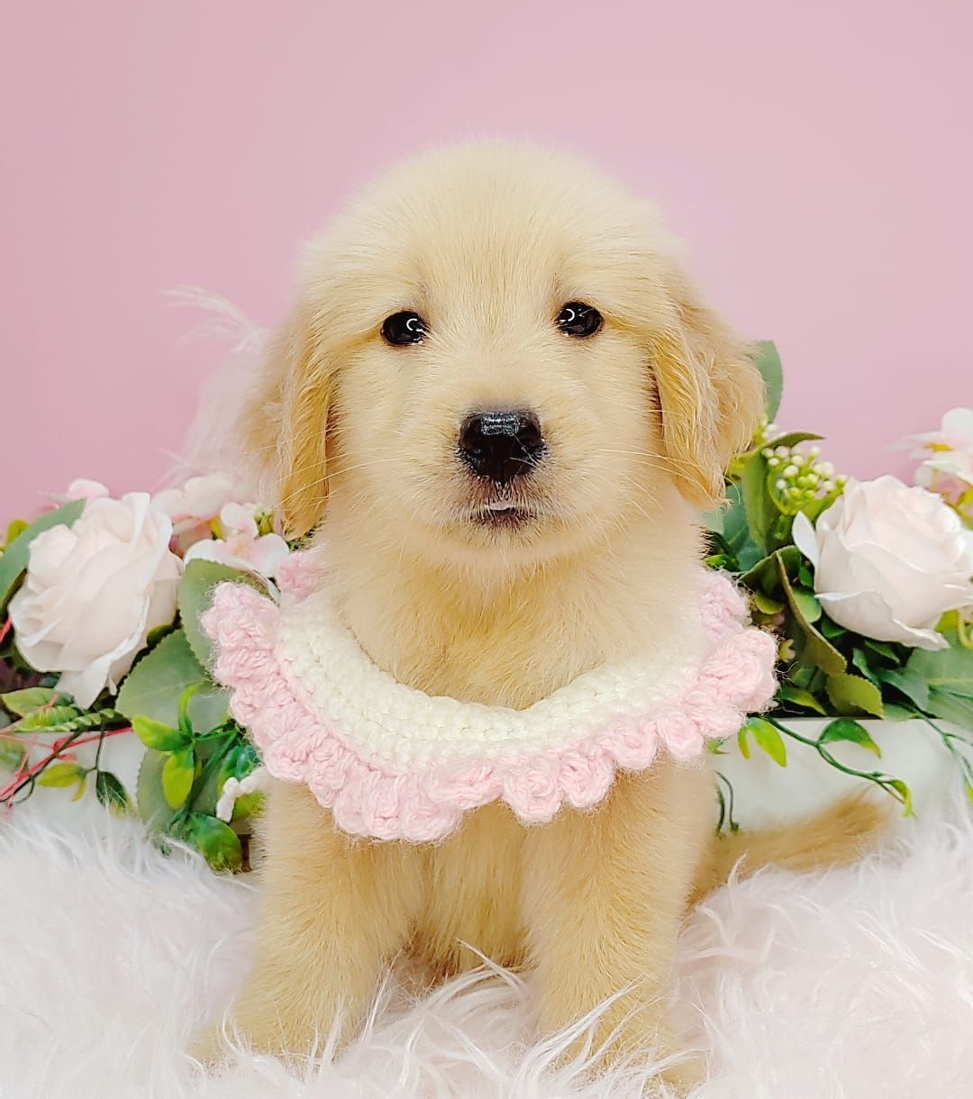 Golden Retriever 黄金猎犬