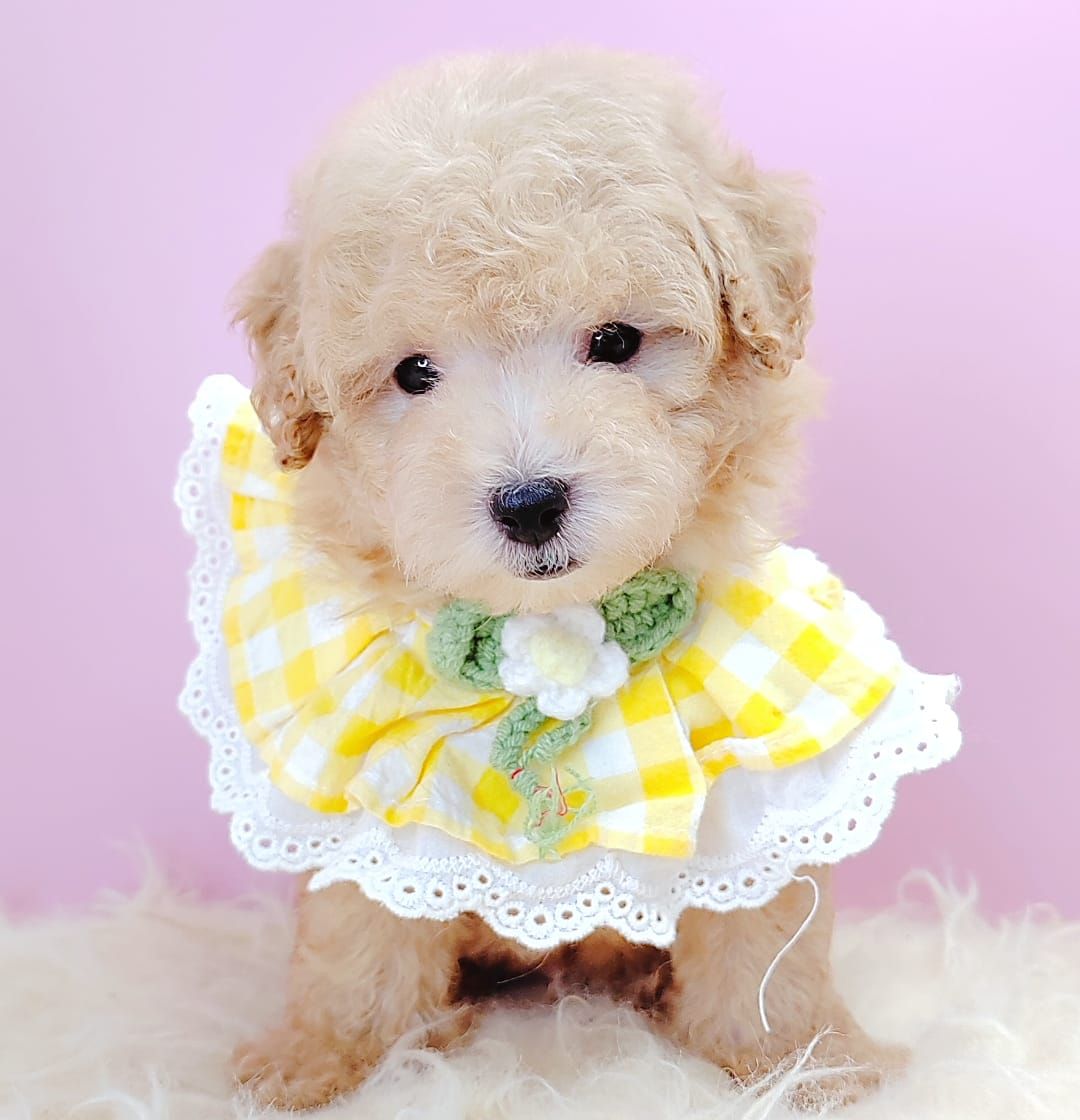 Poodle 娉拌开璐靛