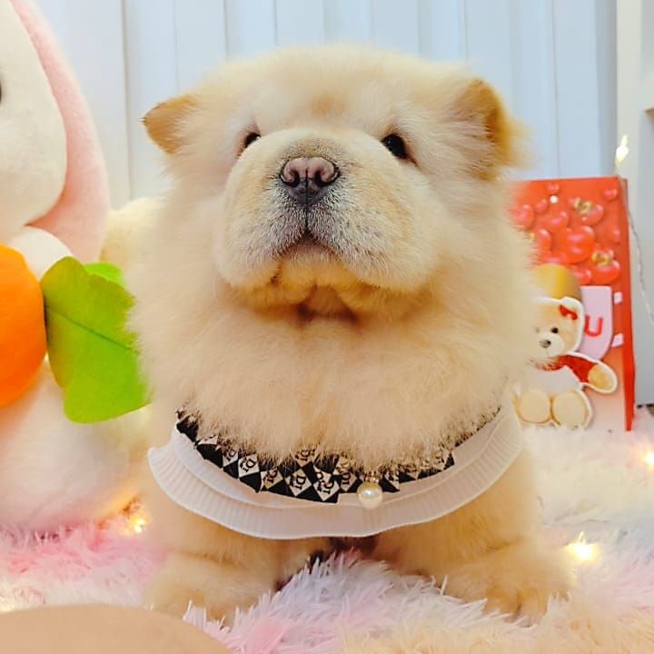 Chow Chow 松狮犬