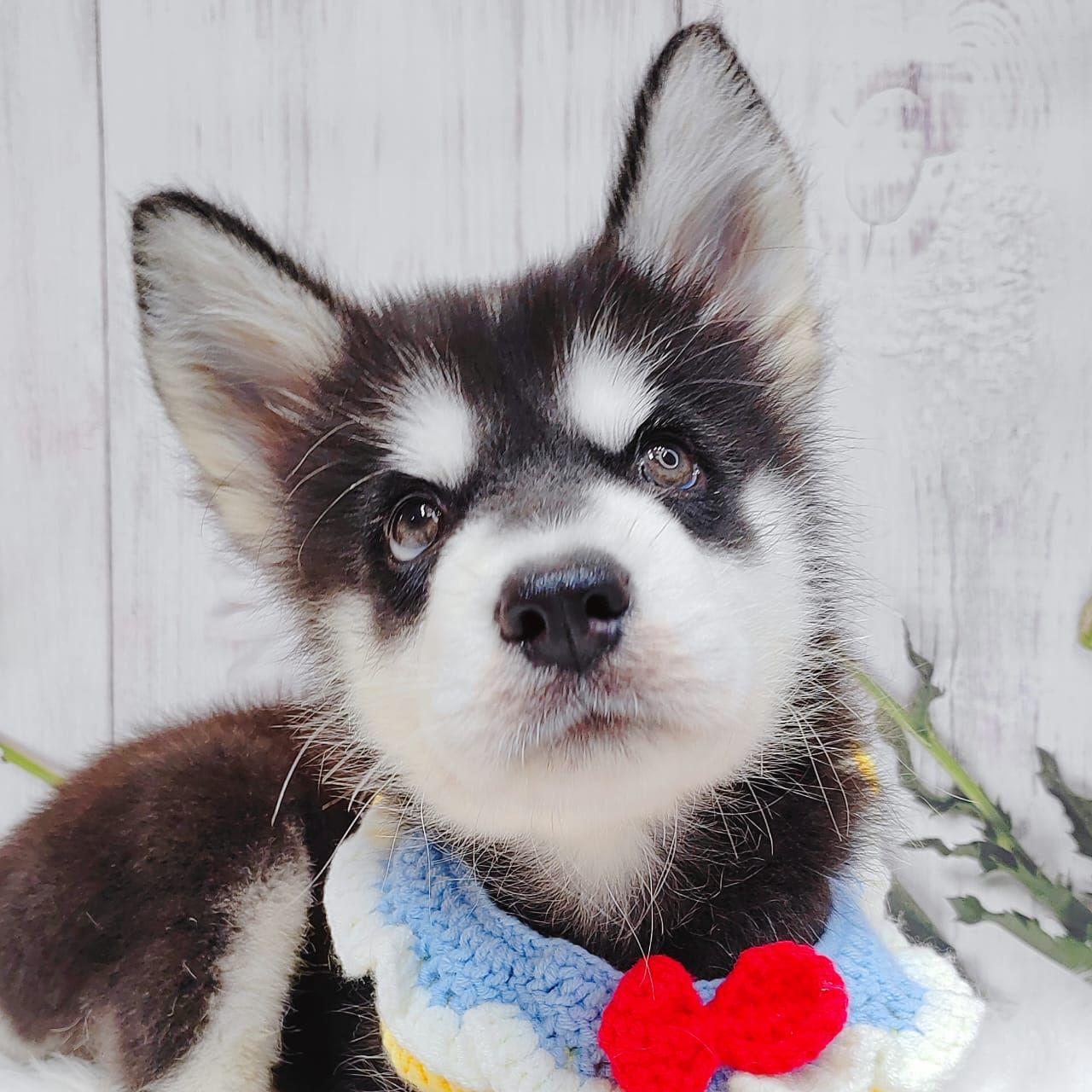 Alaskan Husky 阿拉斯加哈士奇