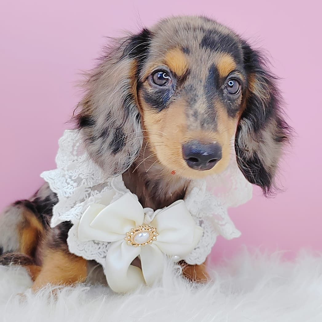 *Long coat* Dachshund  长毛腊肠犬