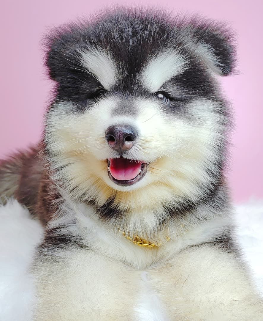 Wooly Alaskan 长毛哈士奇