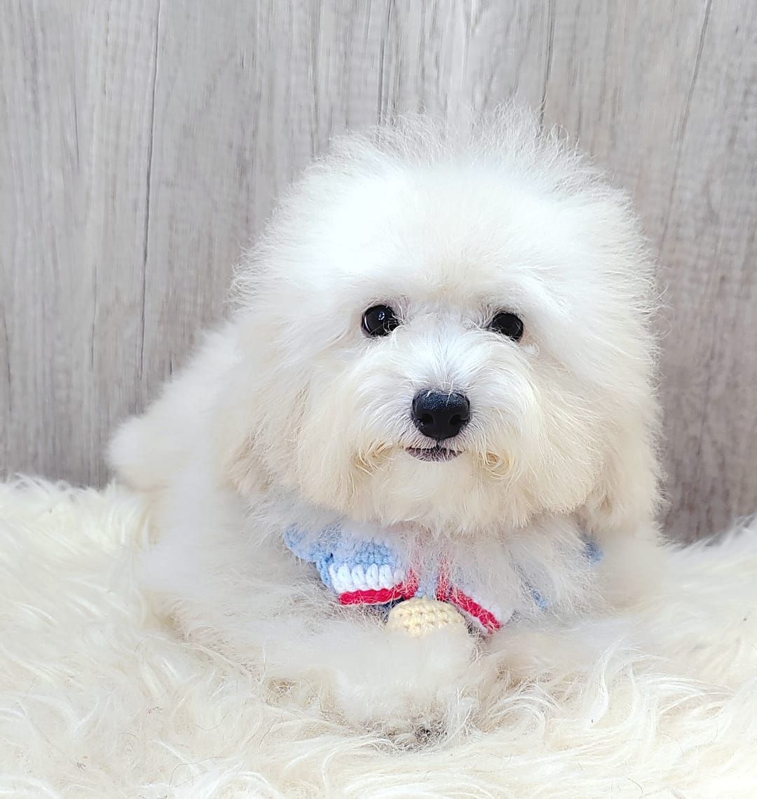 Poodle 娉拌开璐靛