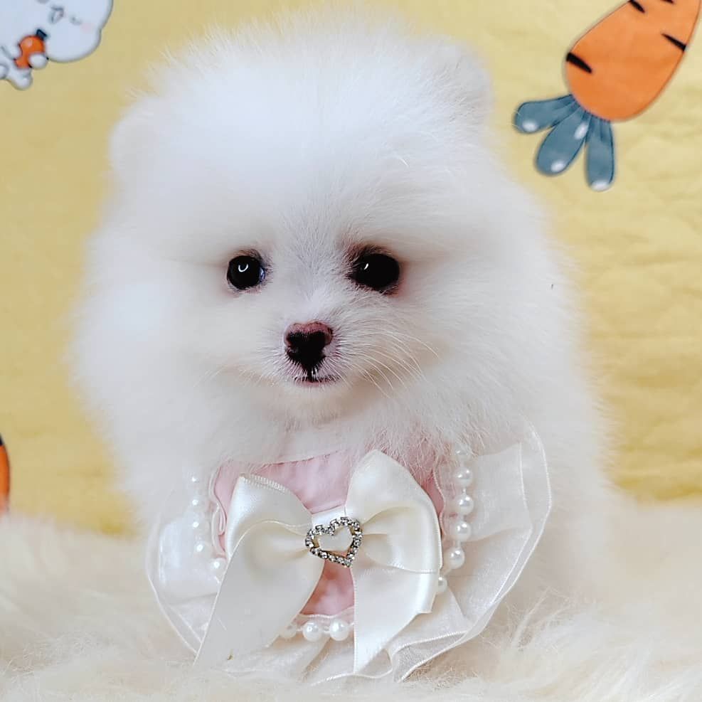 Pomeranian 博美