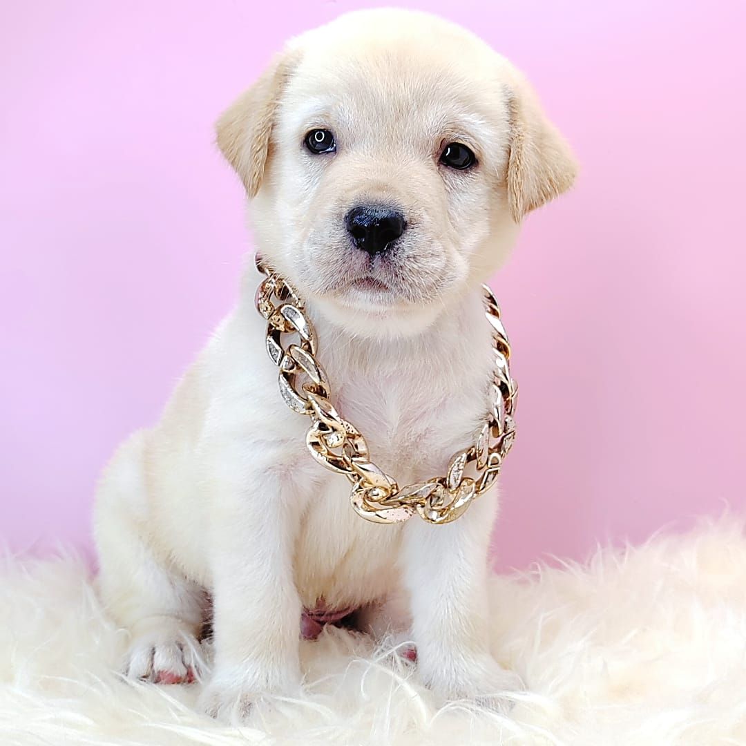  Labrador Retriever 拉布拉多