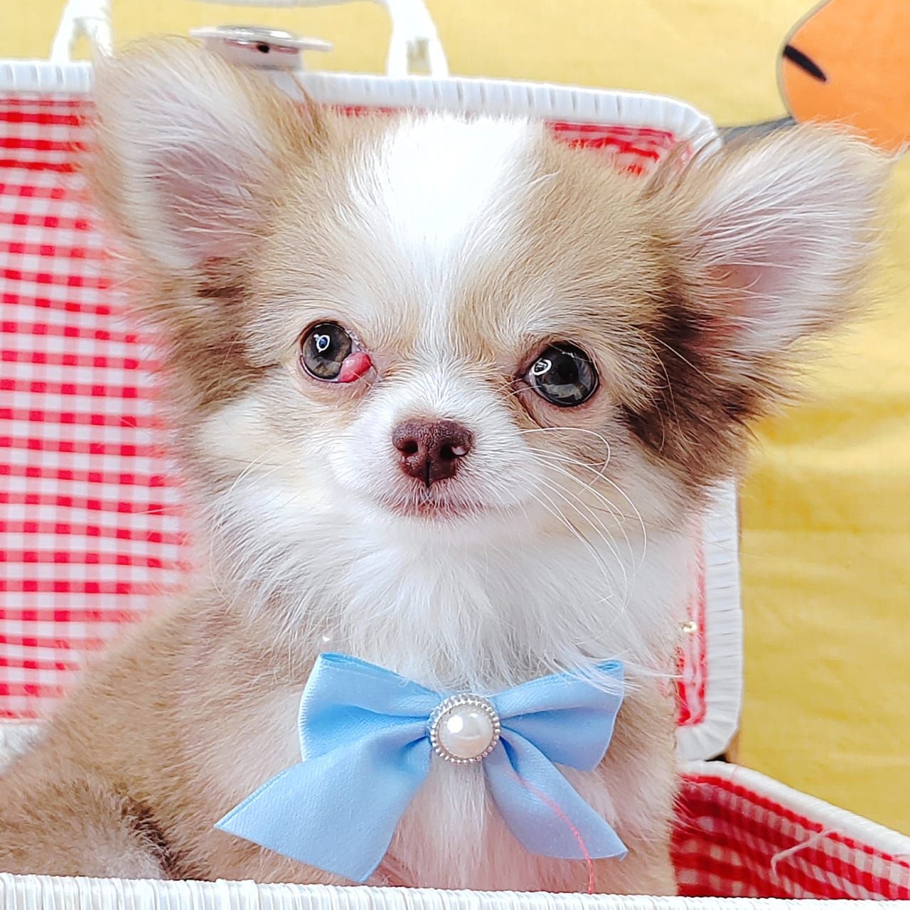 Chihuahua 吉娃娃