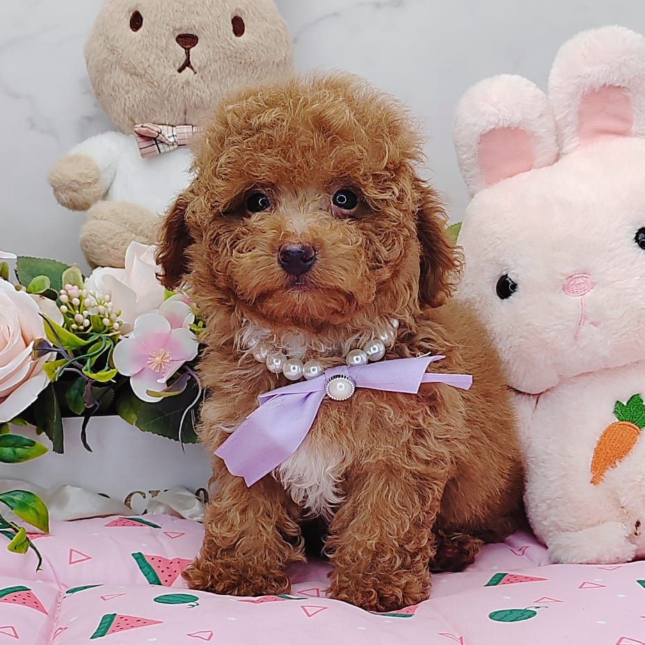 Poodle 娉拌开璐靛