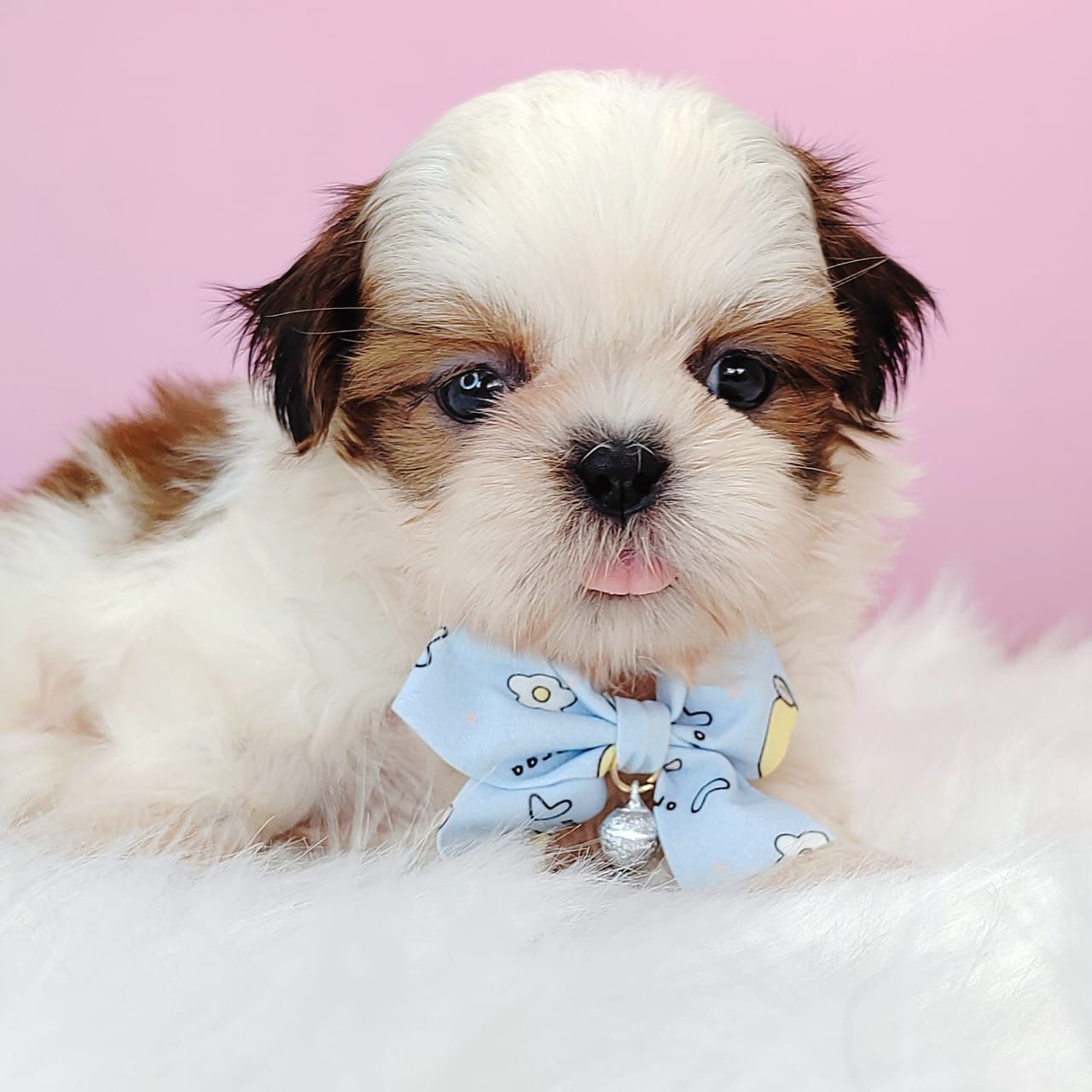 Shih Tzu 西施
