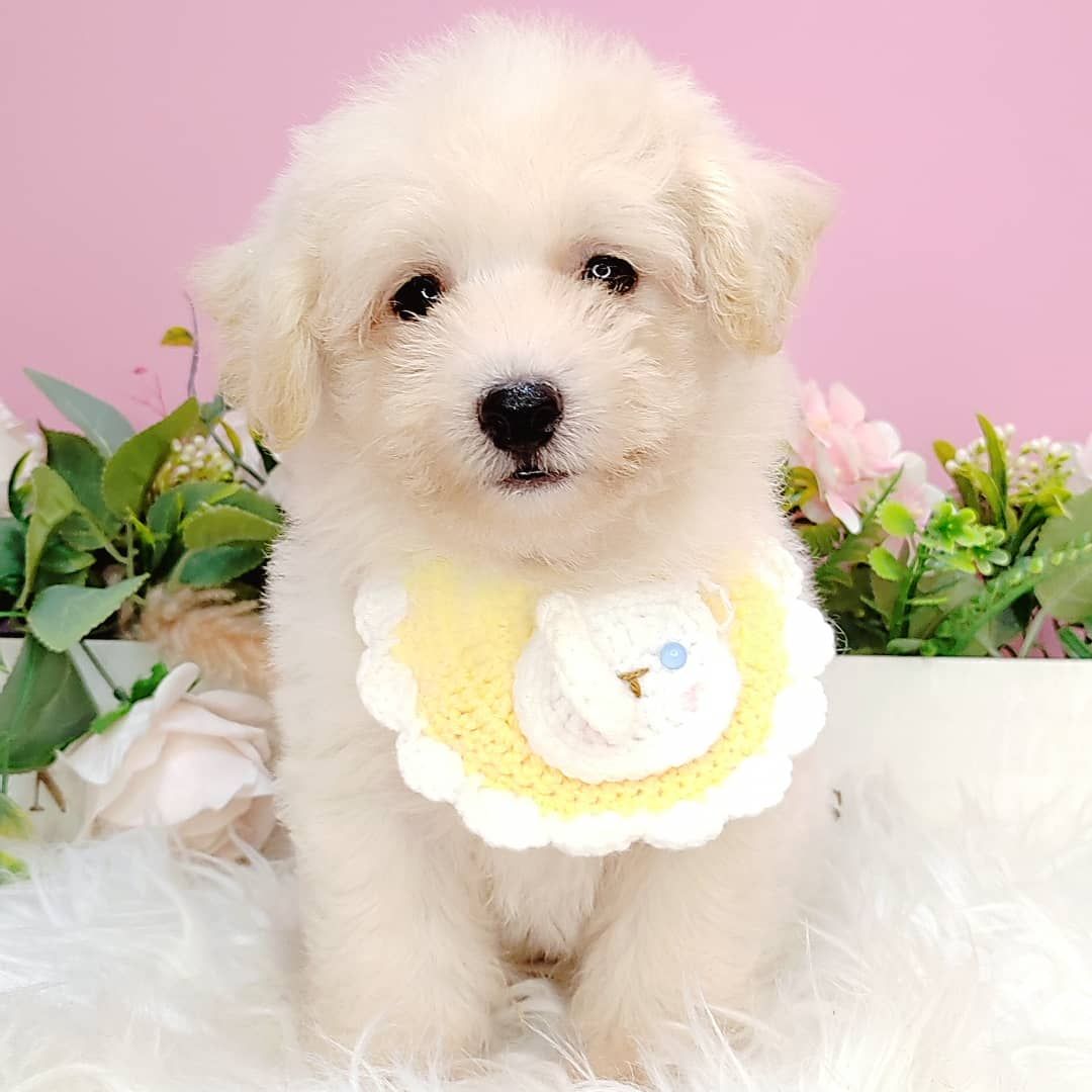 Maltipoo 马尔泰迪