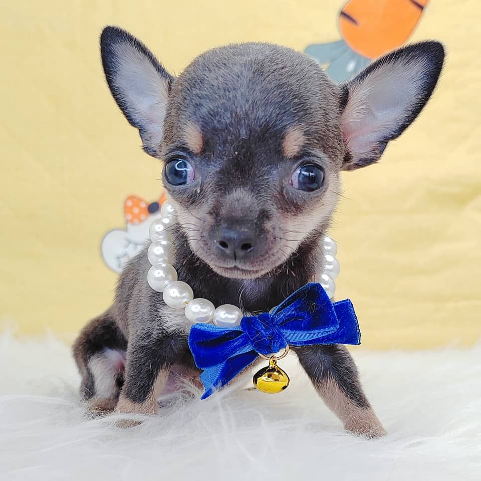 Chihuahua 吉娃娃