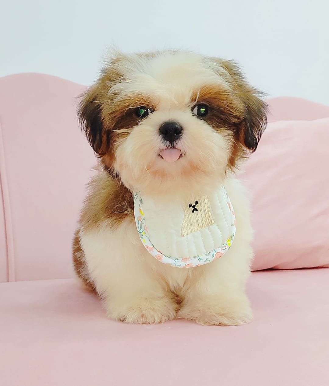 Shih Tzu 西施