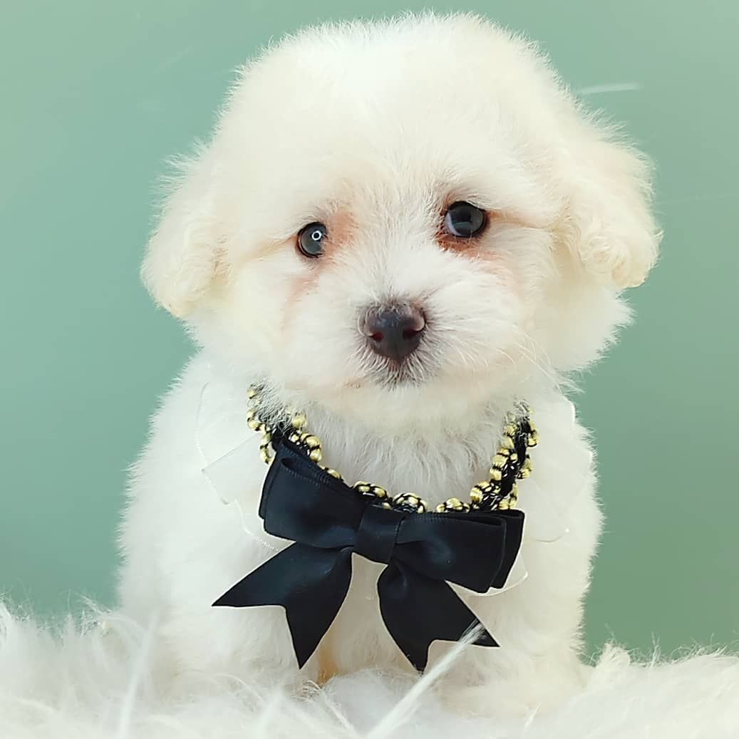 Poodle 娉拌开璐靛
