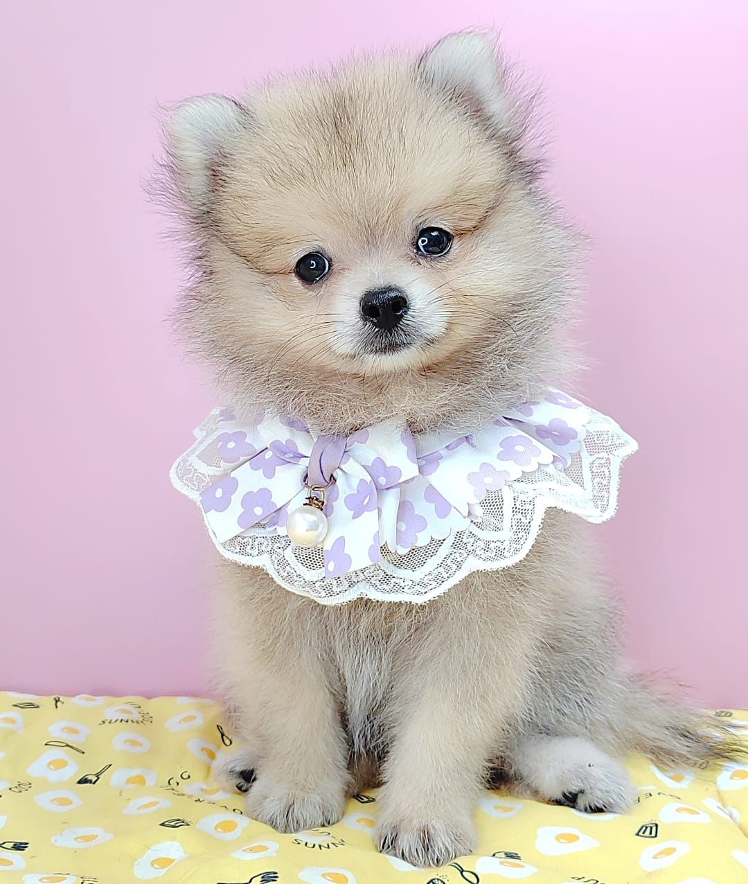 Pomeranian 博美