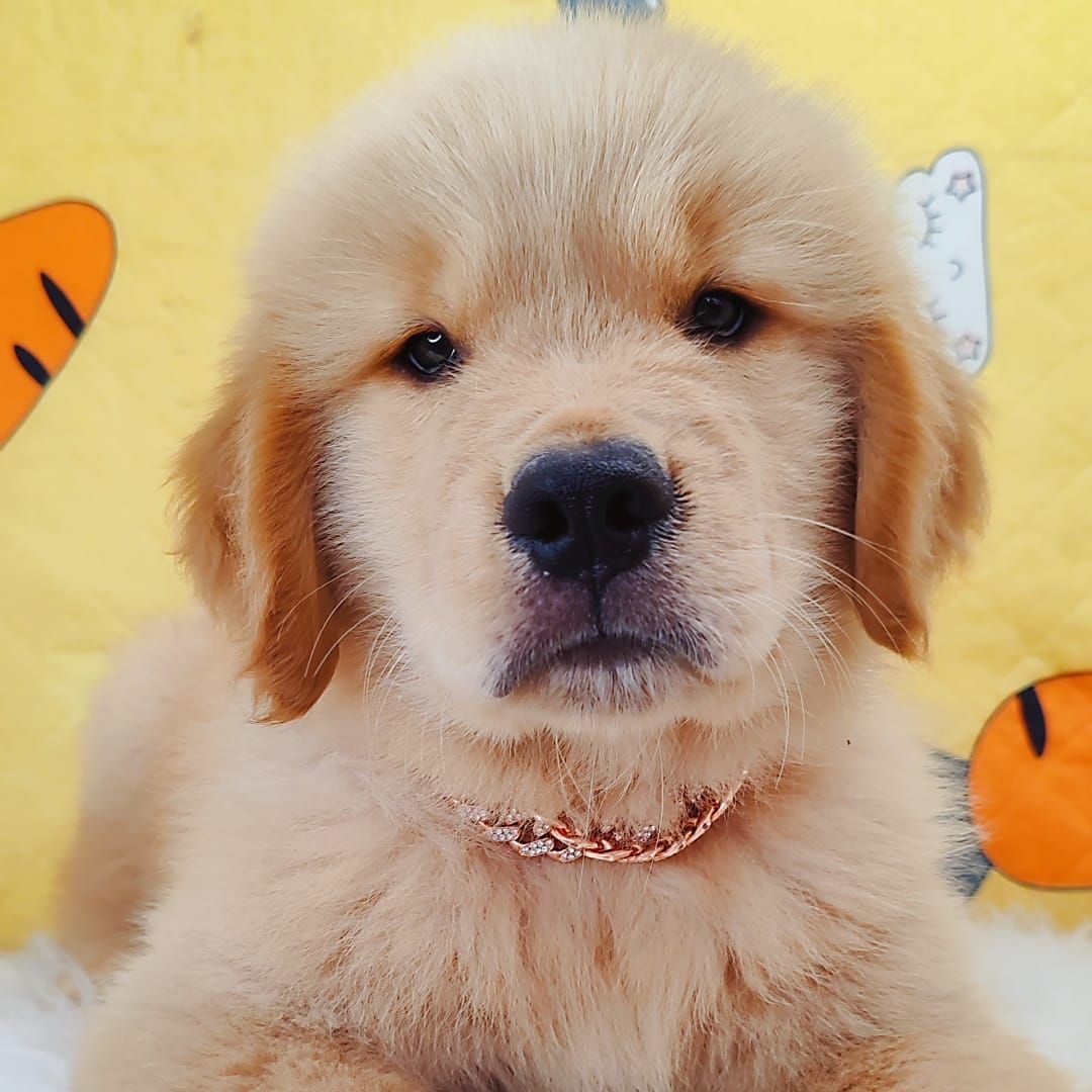 Golden Retriever 黄金猎犬