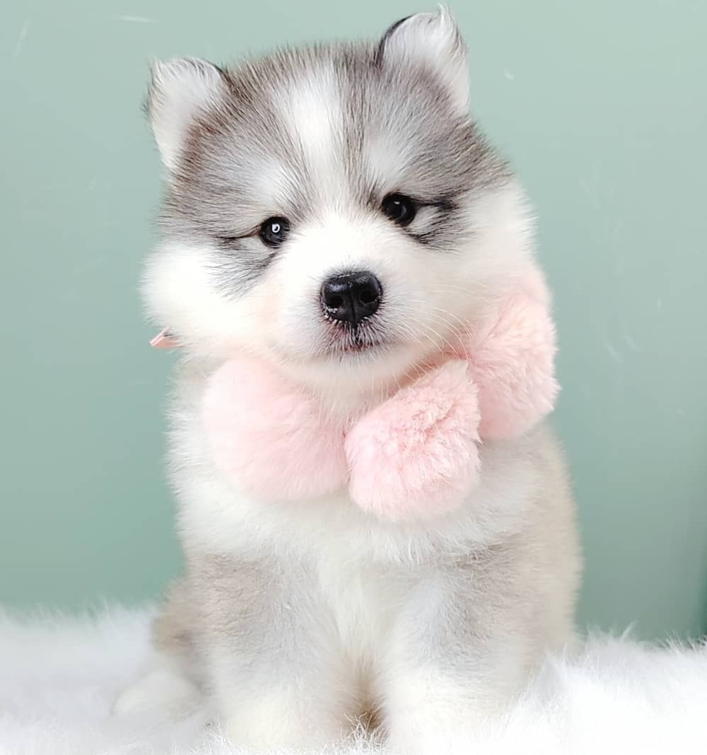 Wooly Husky 哈士奇
