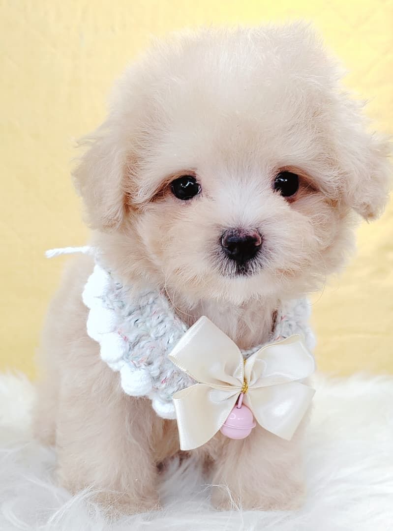 Maltipoo 马尔泰迪