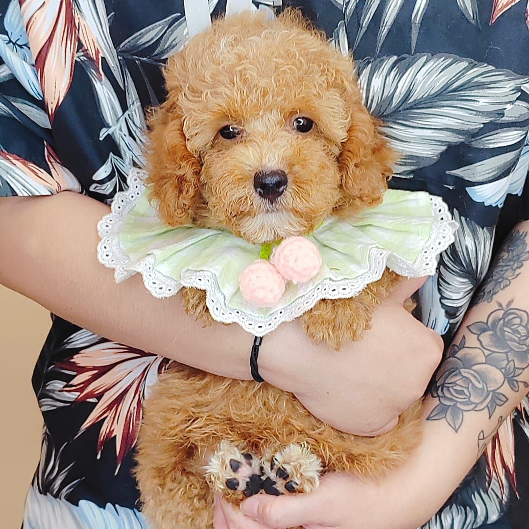 Poodle 娉拌开璐靛