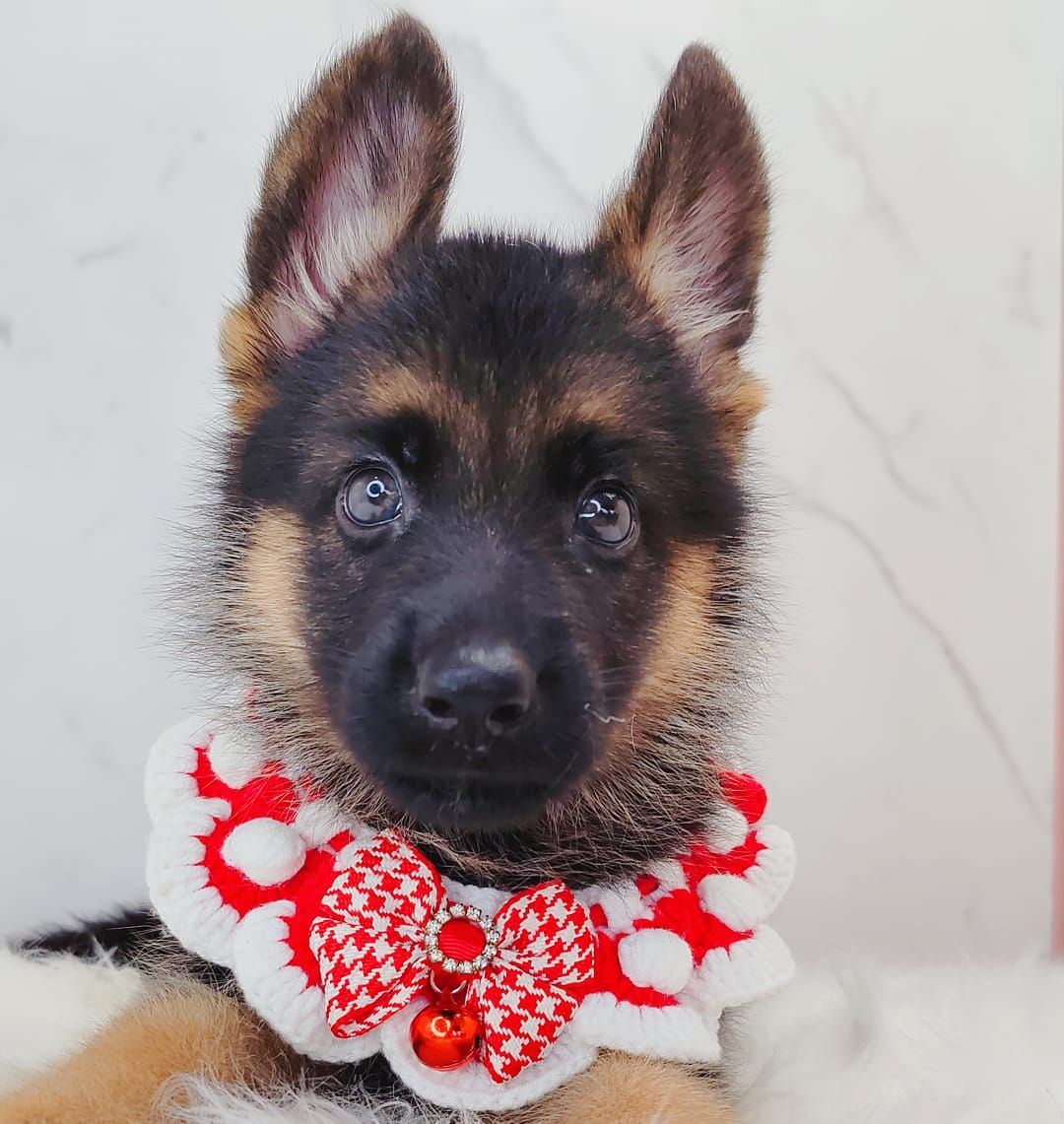 German Shepherd 德国牧羊犬
