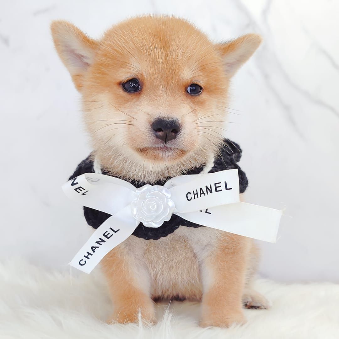 MameShiba Inu 豆柴柴犬