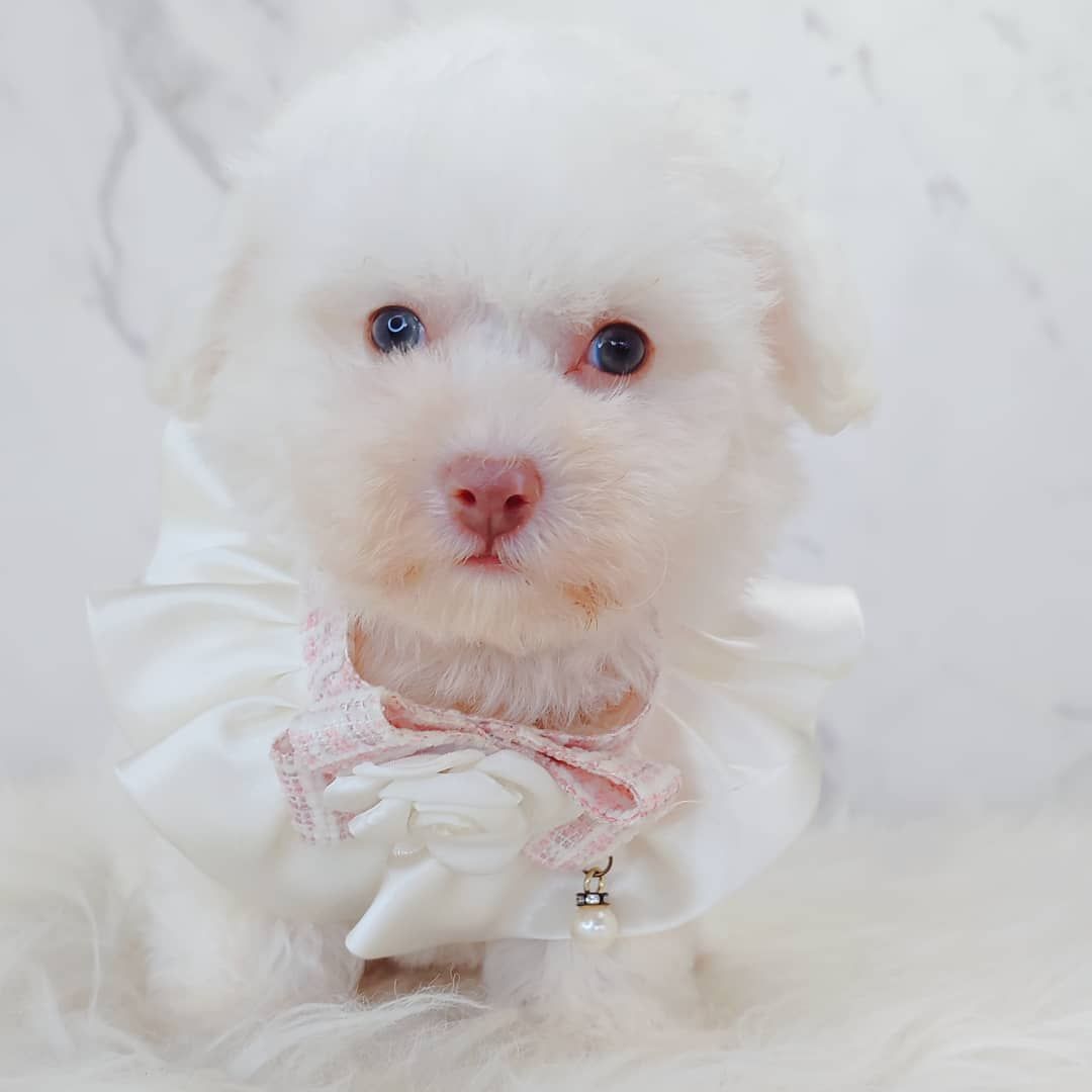 Bichonpoo 泰迪熊