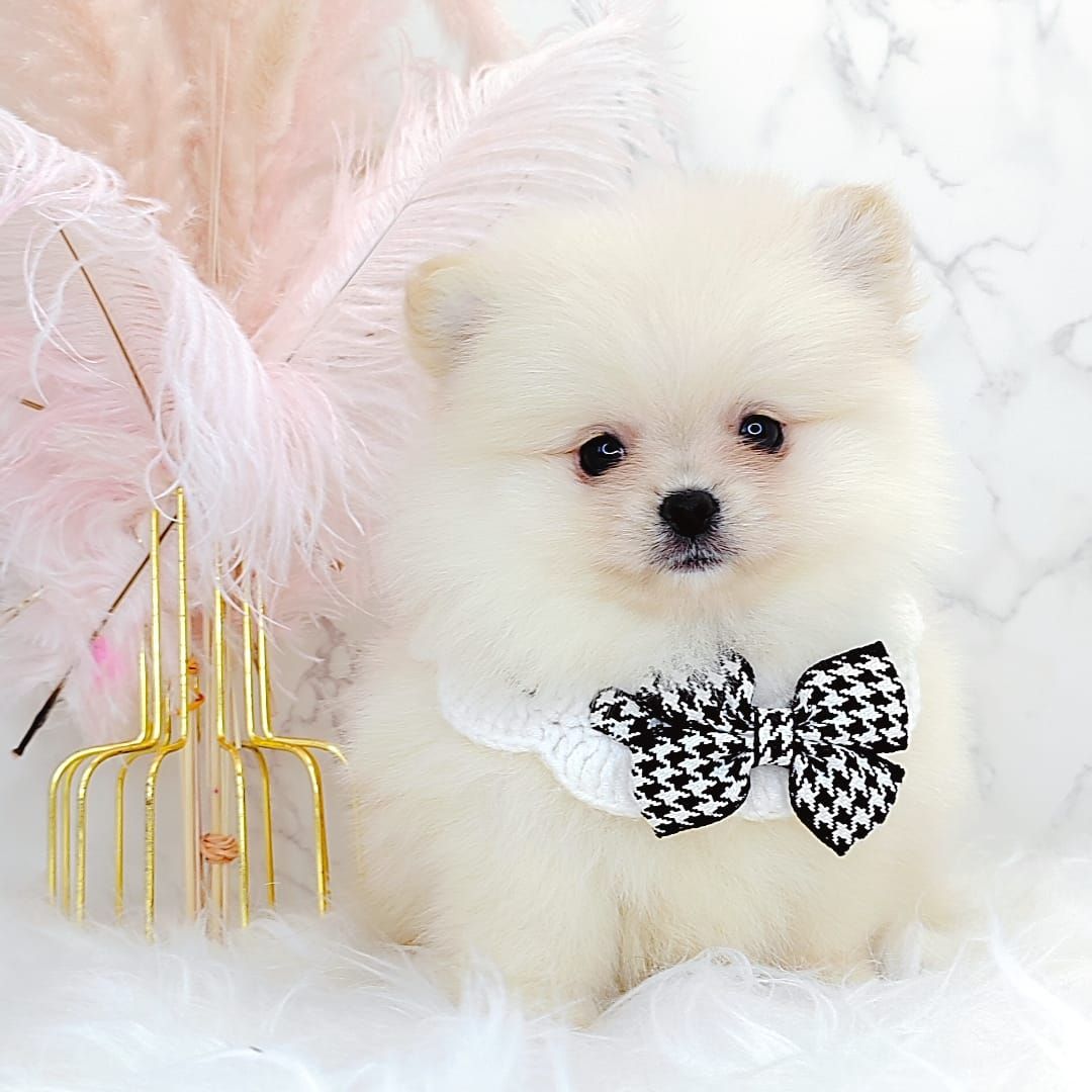 Pomeranian 博美