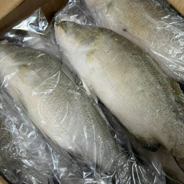 Frozen Siakap Fish
