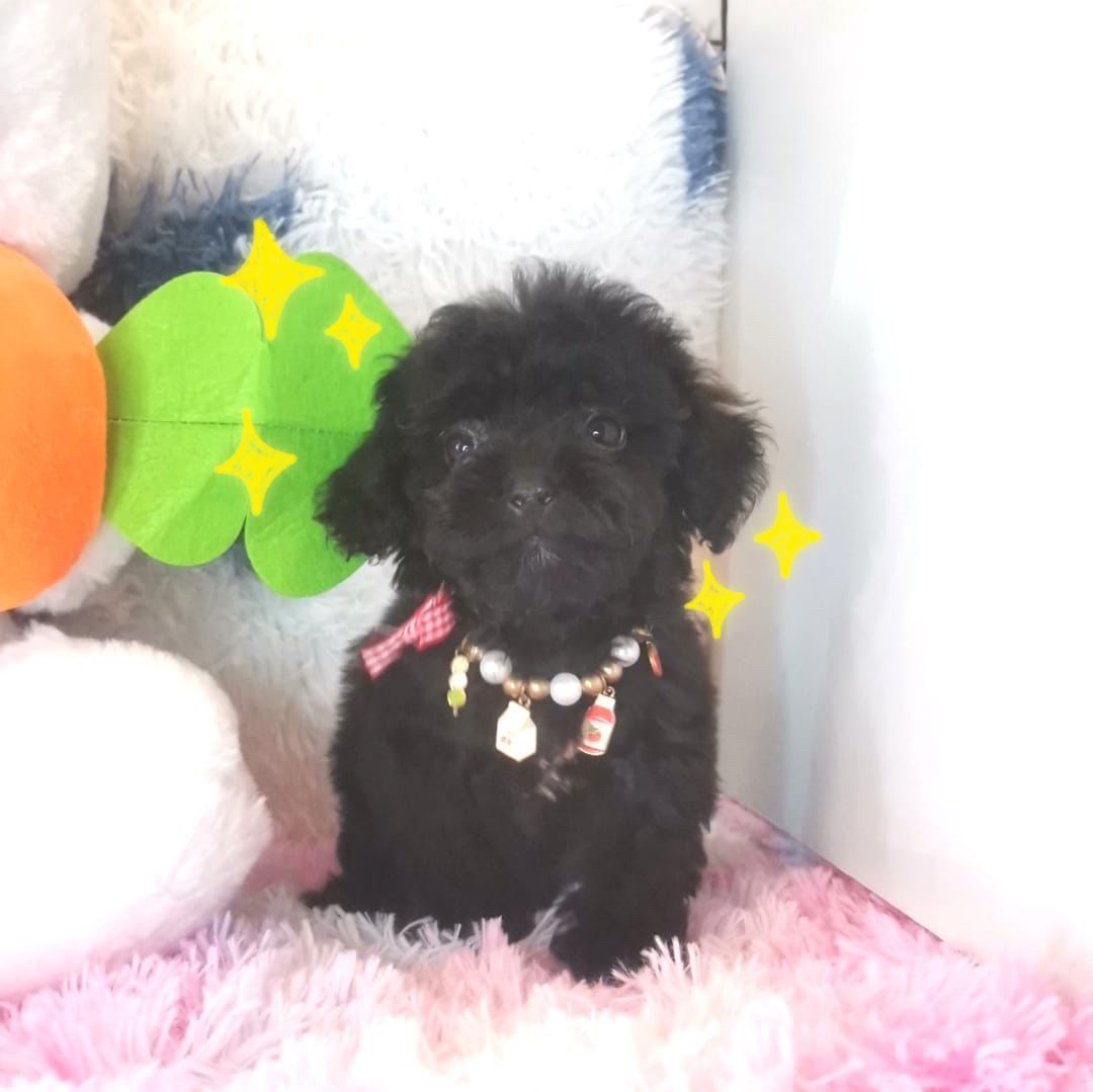 Maltipoo 马尔泰迪