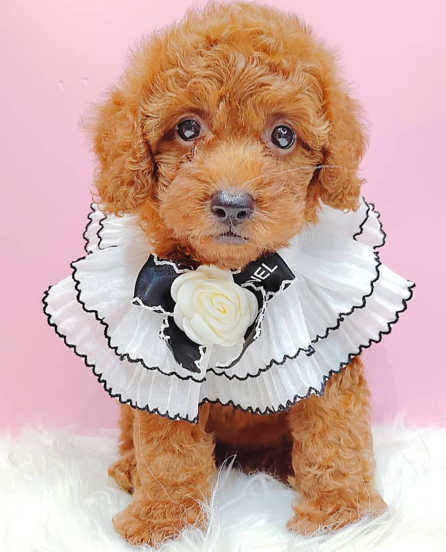Poodle 璐靛娉拌开