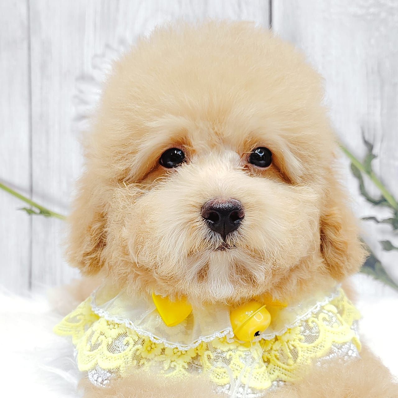 Poodle 娉拌开璐靛