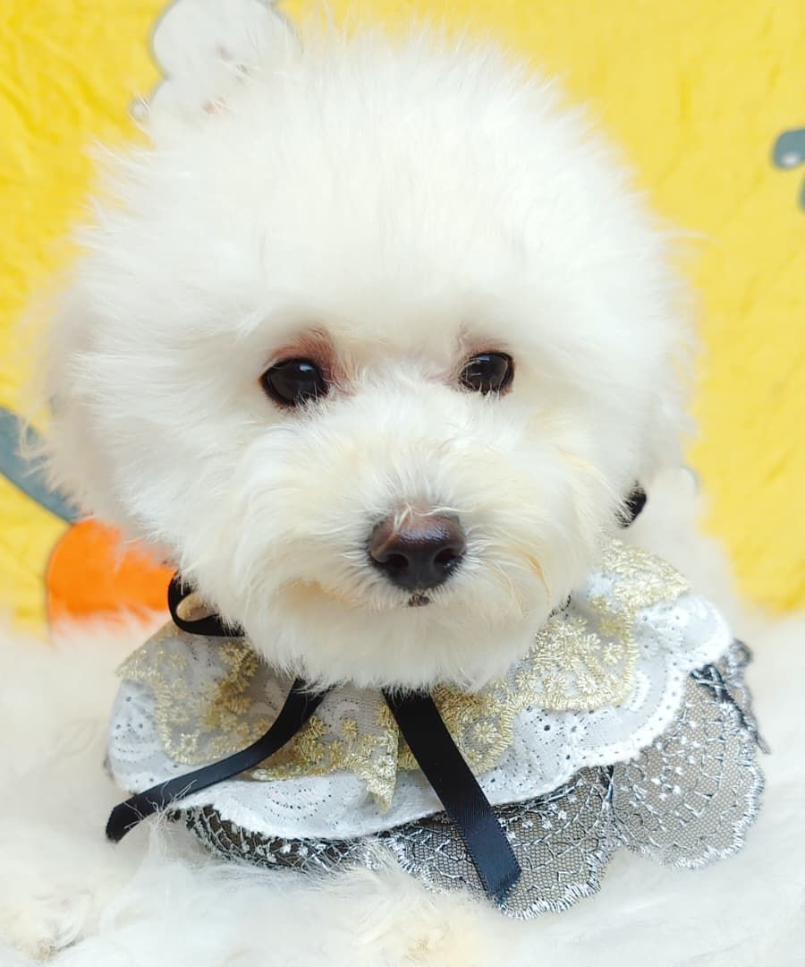 Maltipoo 马尔泰迪
