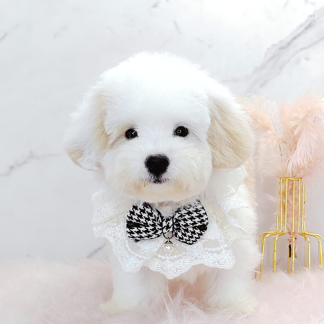 Maltipoo 马尔泰迪