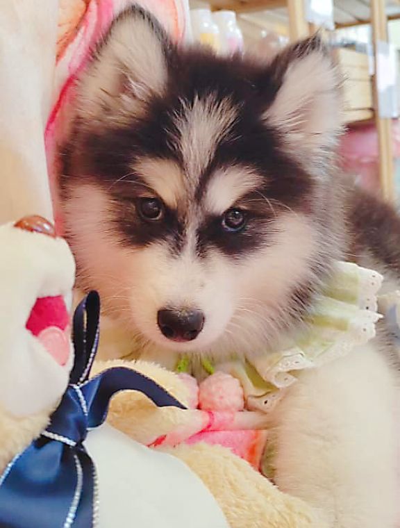Wooly Husky 哈士奇