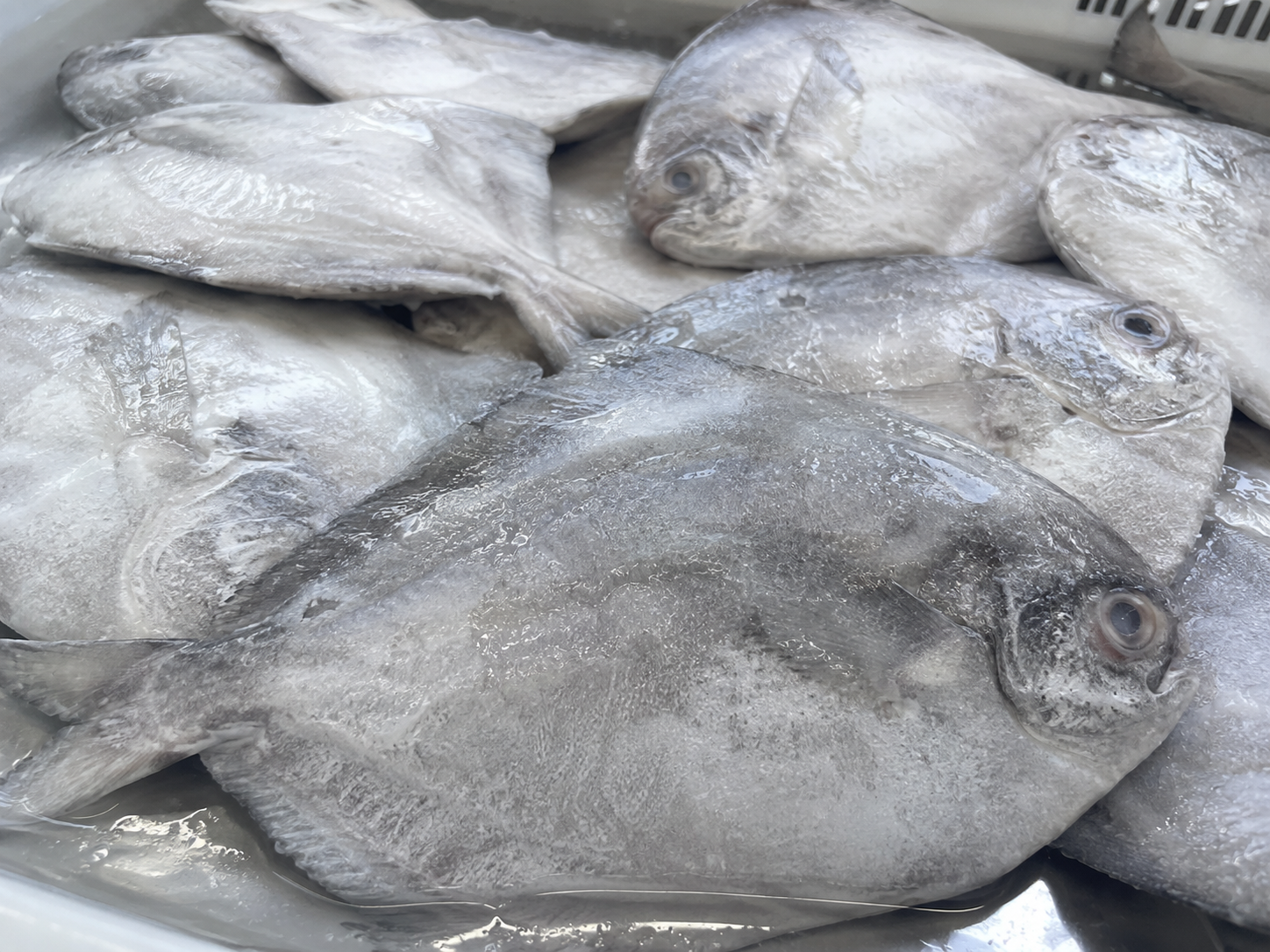 Frozen Chinese Pomfret All Size Supplier Malaysia | Cheong Vege