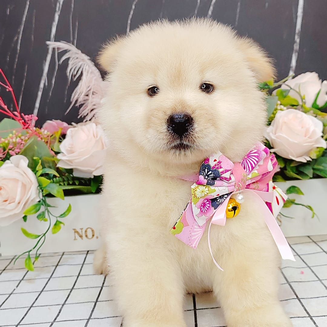 Chow Chow 松狮犬