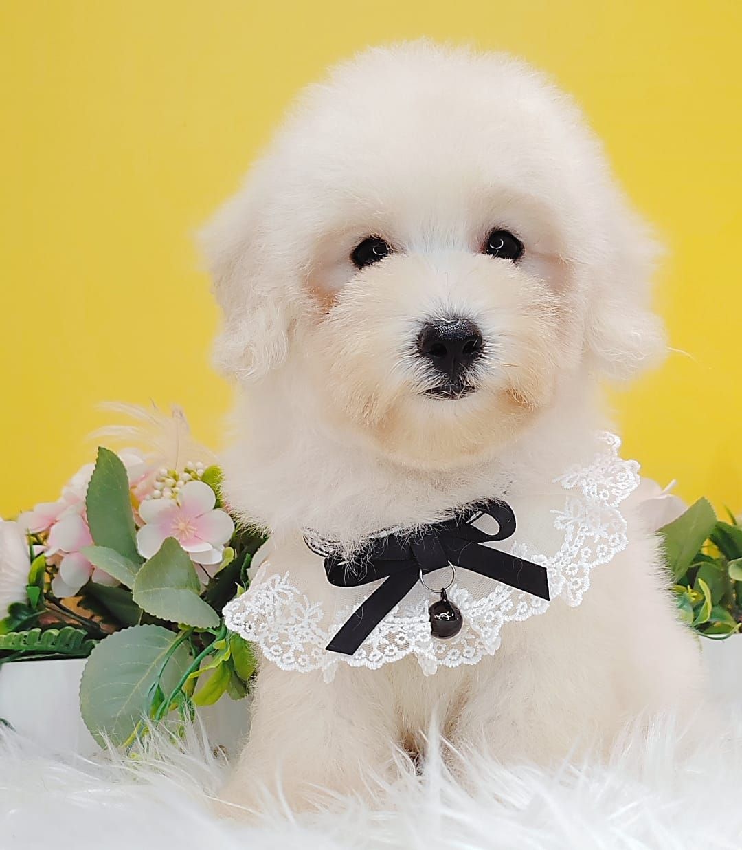 Poodle 娉拌开璐靛