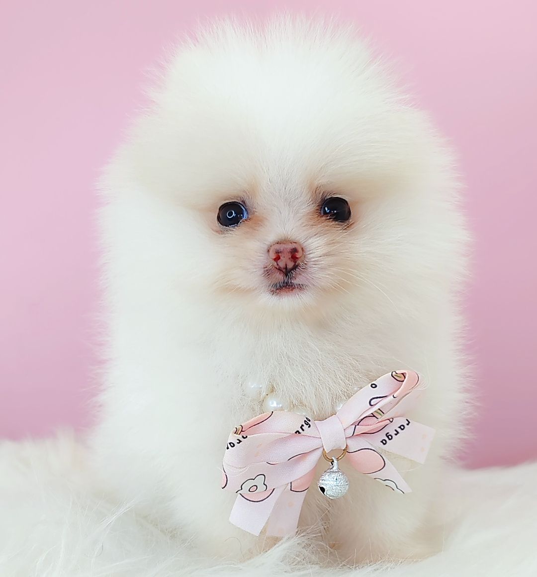 Pomeranian 博美