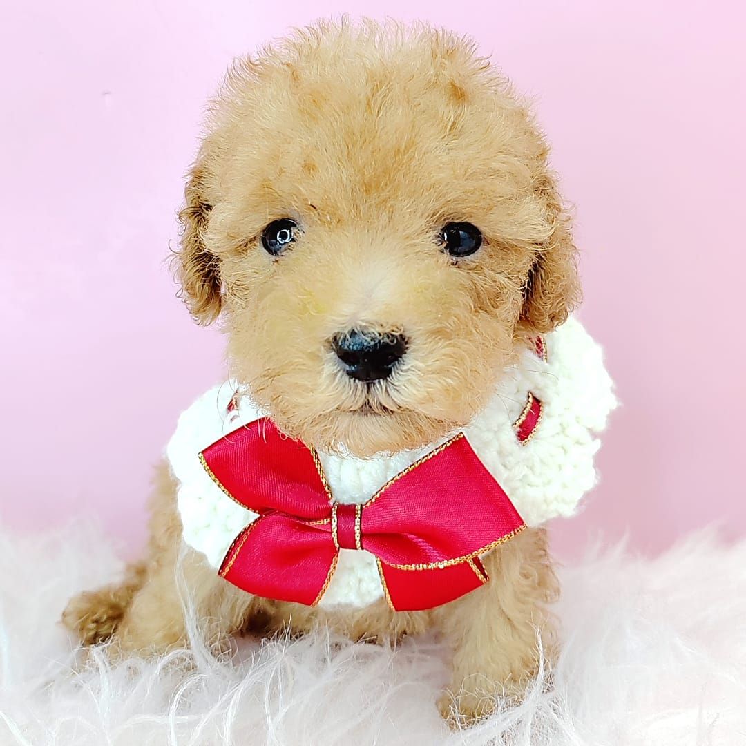 Poodle 娉拌开璐靛