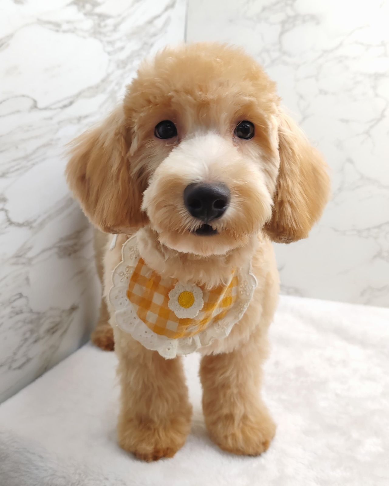 Poodle 娉拌开璐靛