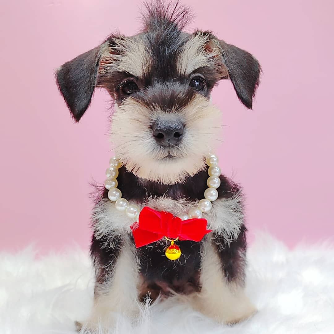 Schnauzer 雪纳瑞