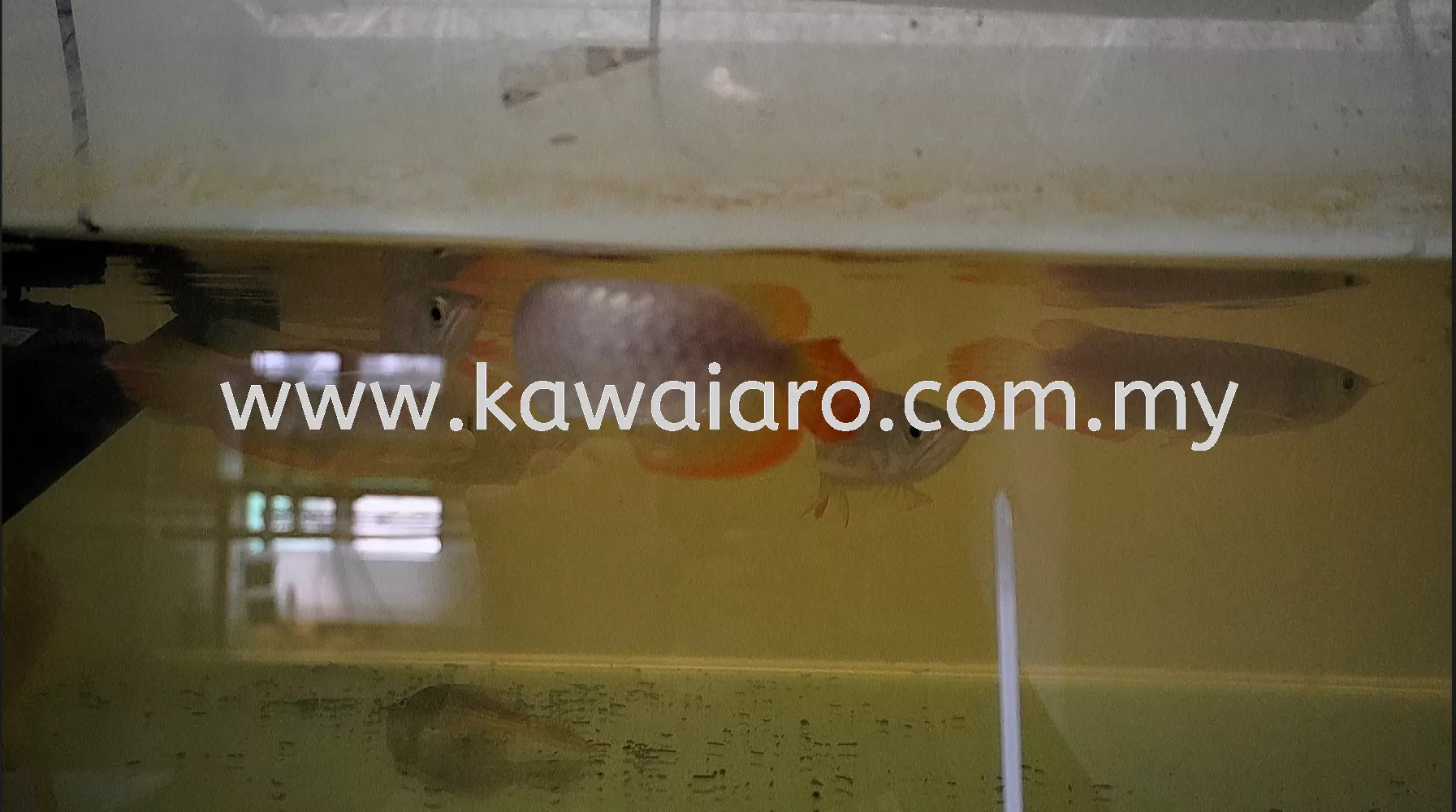 Premium Super Red Arowana