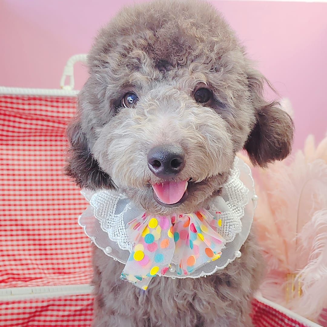 Poodle 娉拌开璐靛